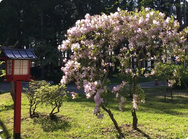 クロフネツツジ