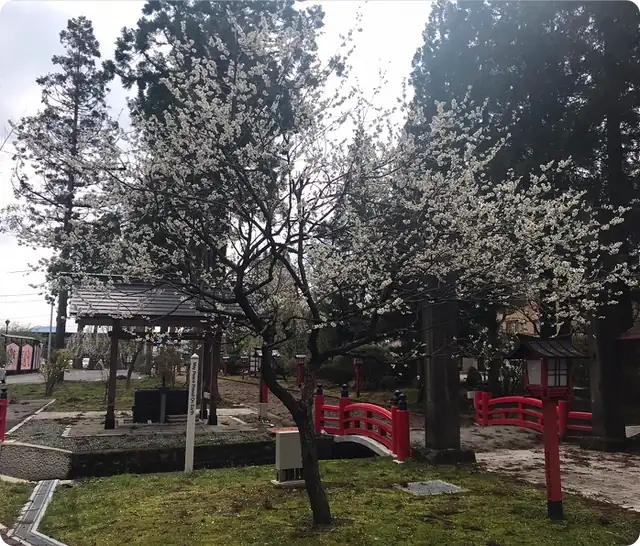 ウメ