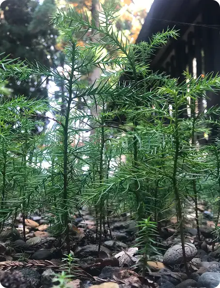 スギ