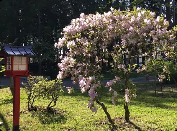 クロフネツツジ