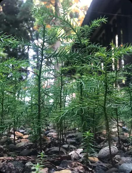 スギ