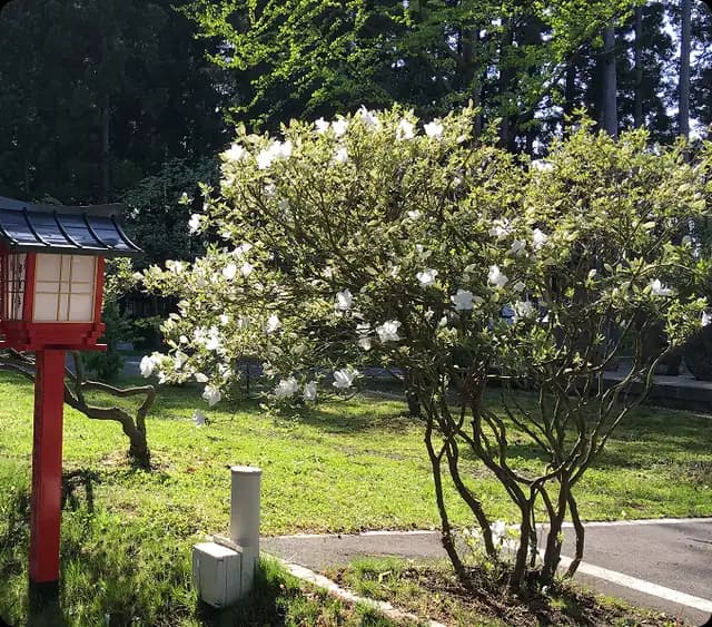 タイサンボク