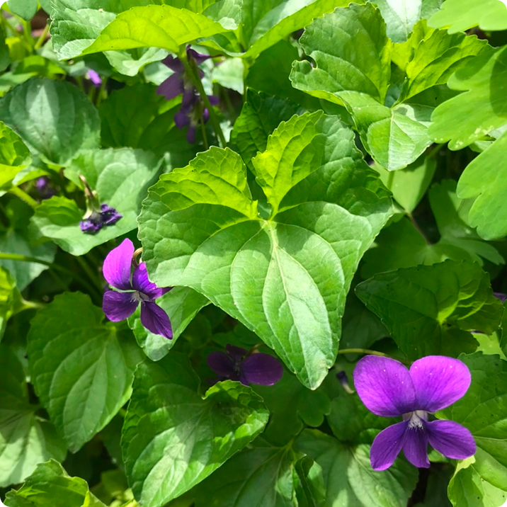 花1
