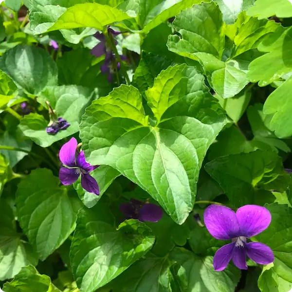 花1