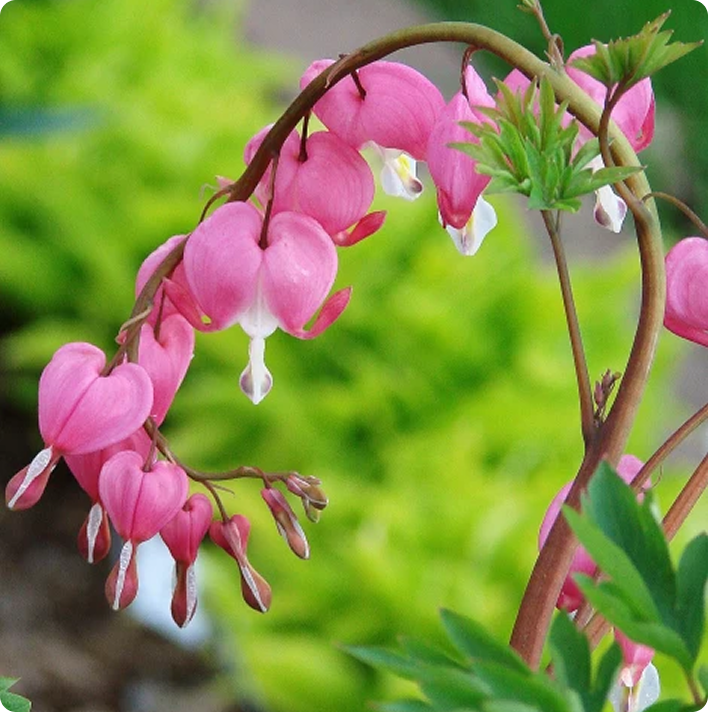 花3