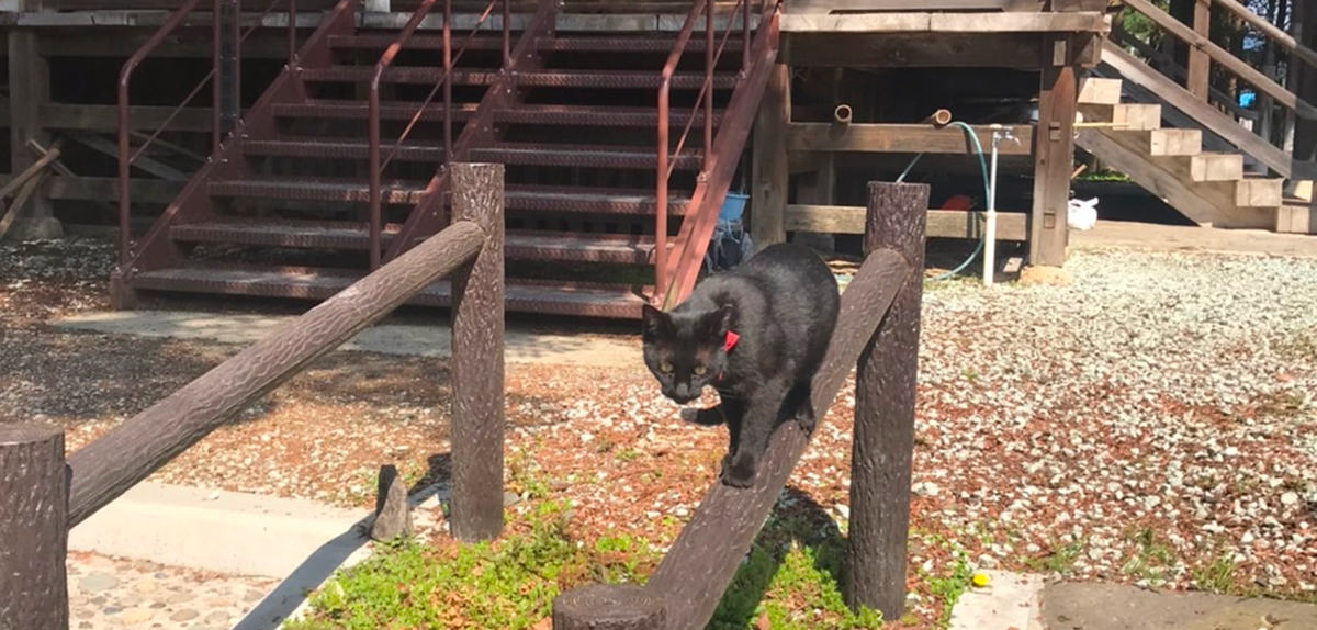 黒猫のジジ